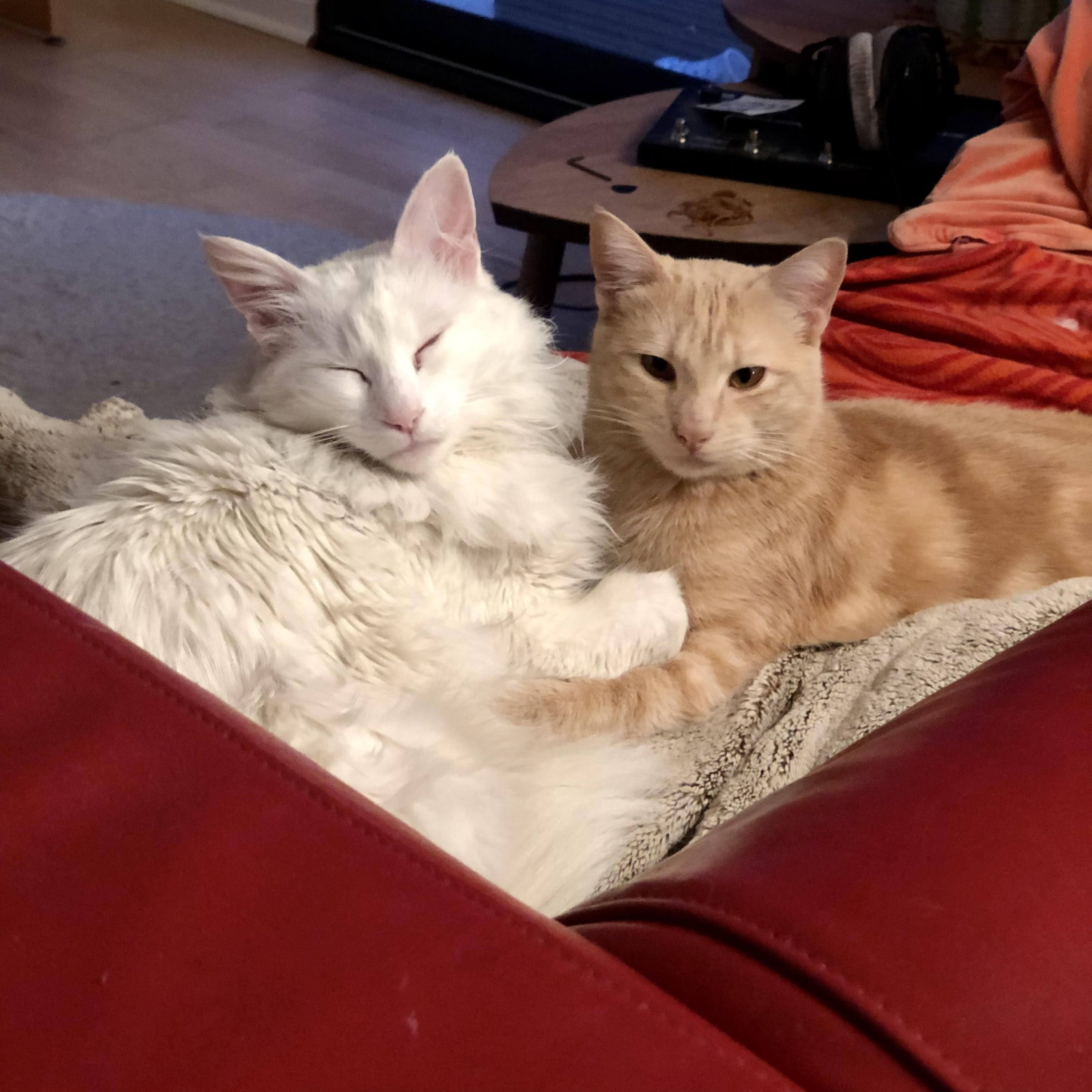 an image of my cats